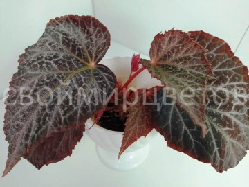 Бегония Chlorosticta Red form